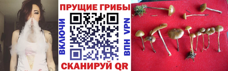 площадка формула Тырныауз Галлюциногенные грибы прущие грибы